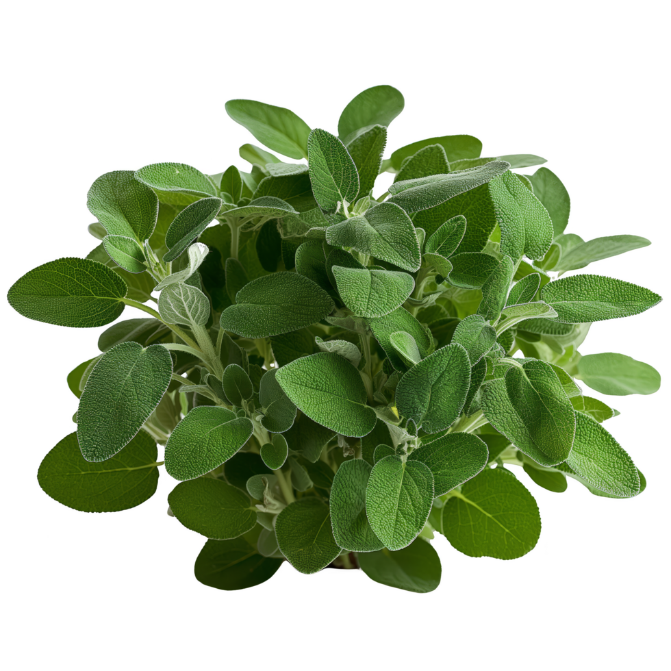 Sage Plant with Fuzzy Green Leaves png
