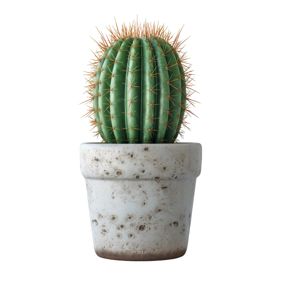 Potted Cactus with Spines and Green Stem png