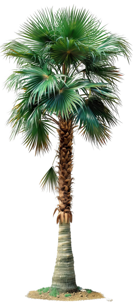 Palm Tree with Fronds and Trunk png