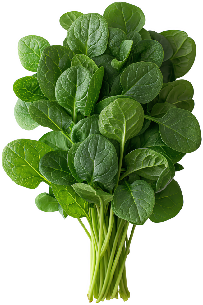 Fresh Spinach with Leaves and Stems png