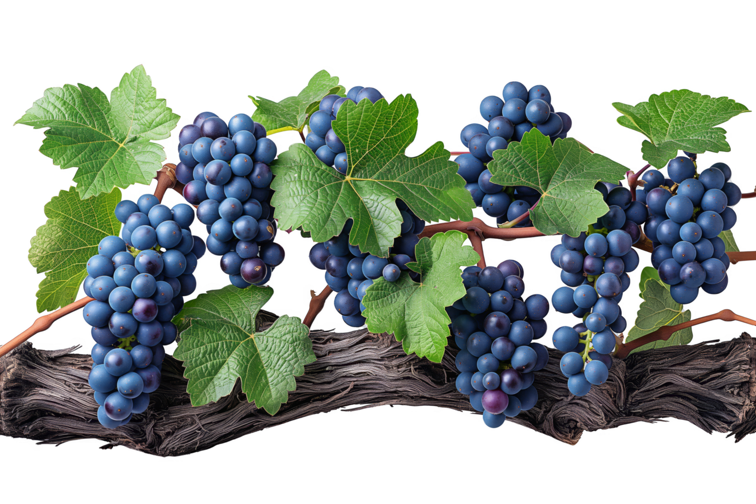 Grape Vine with Grapes, Leaves, and Tendrils png