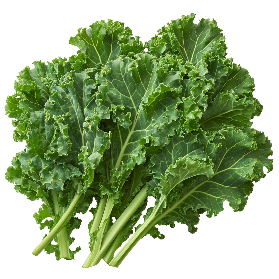 Lush Kale Leaves with Stems png