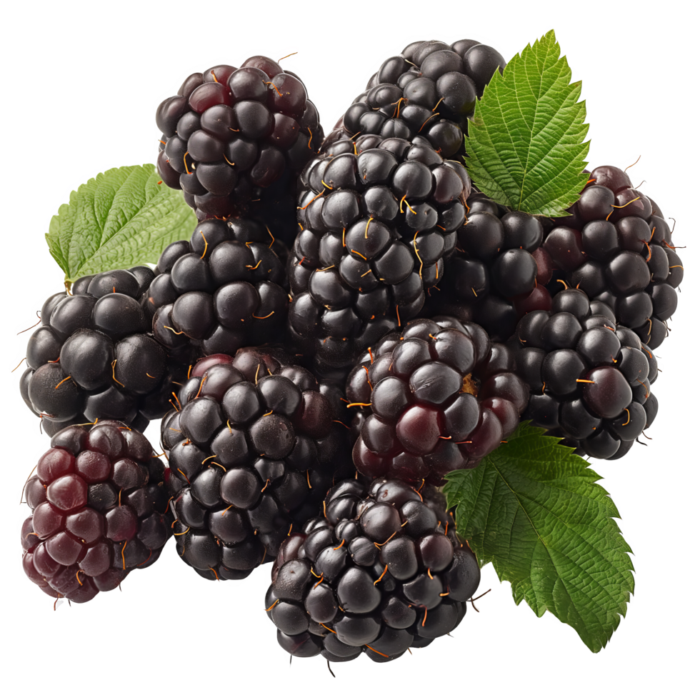 Fresh Blackberries with Leaves and Stems png