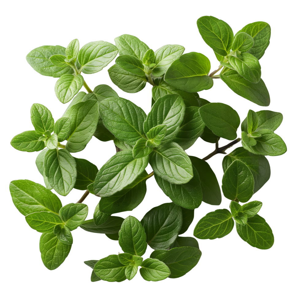 Thyme Plant with Small Green Leaves and Stems png