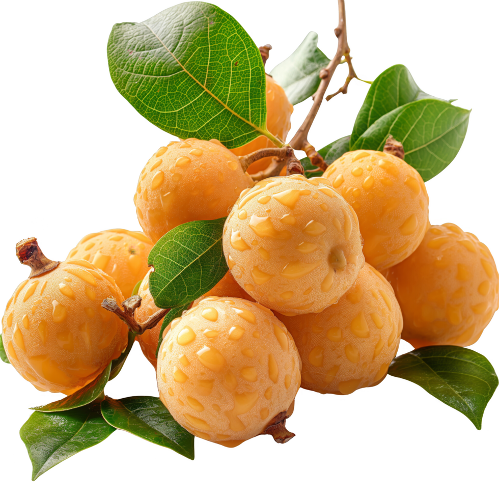 Fresh Longan Fruits with Leaves and Stems png