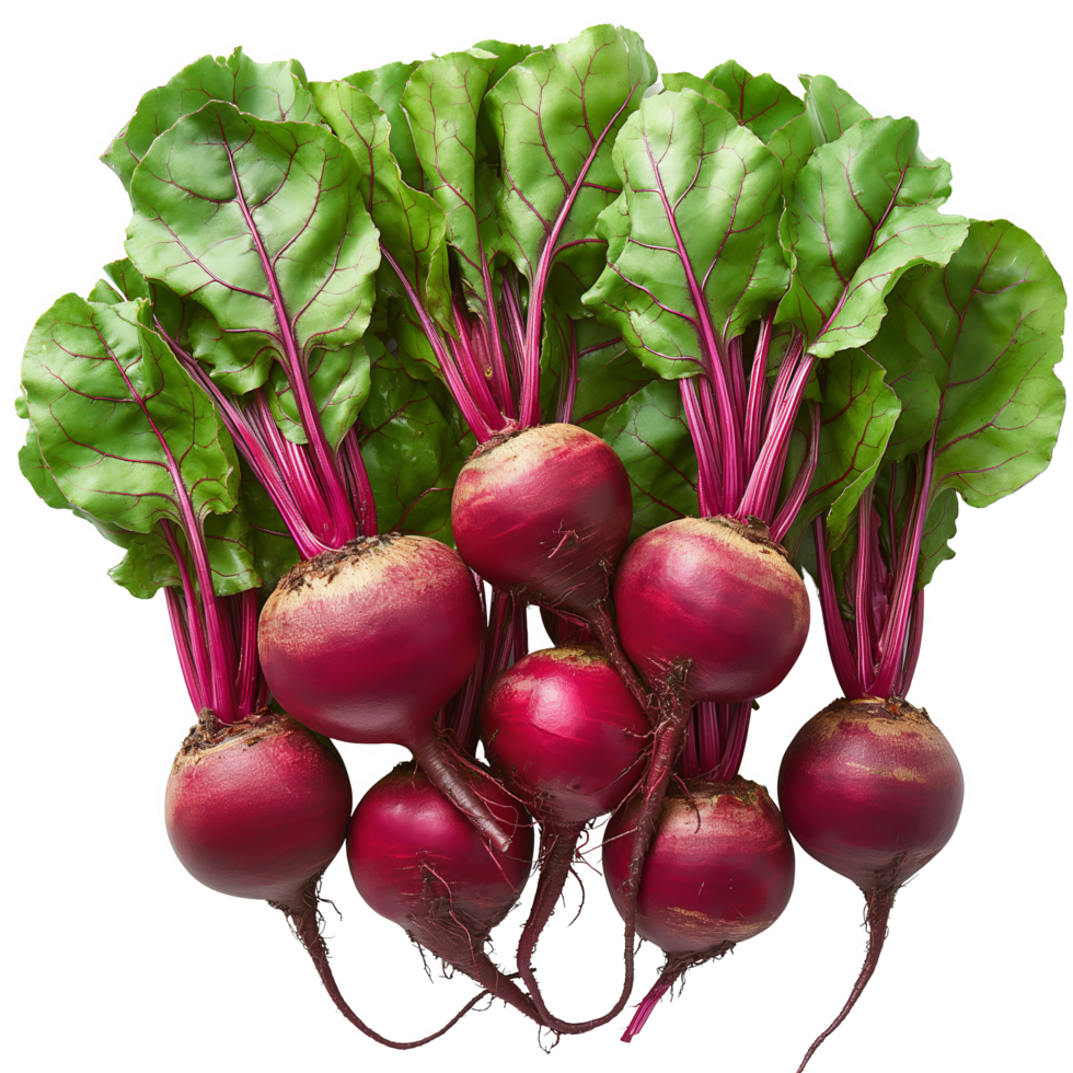 Vibrant Beets with Fresh Leaves and Roots png
