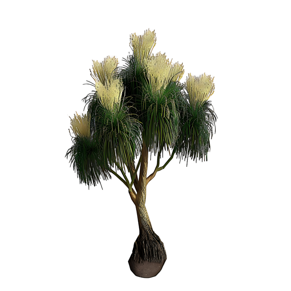 Beaucarnea Recurvata Tree Isolated on Clear Background png