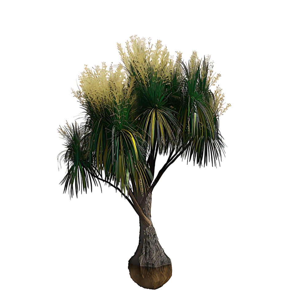 Beaucarnea Recurvata Tree on Transparent Background png