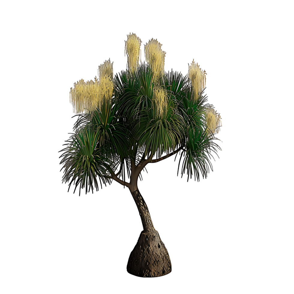 Beaucarnea Recurvata Tree with Transparent Background Cutout png