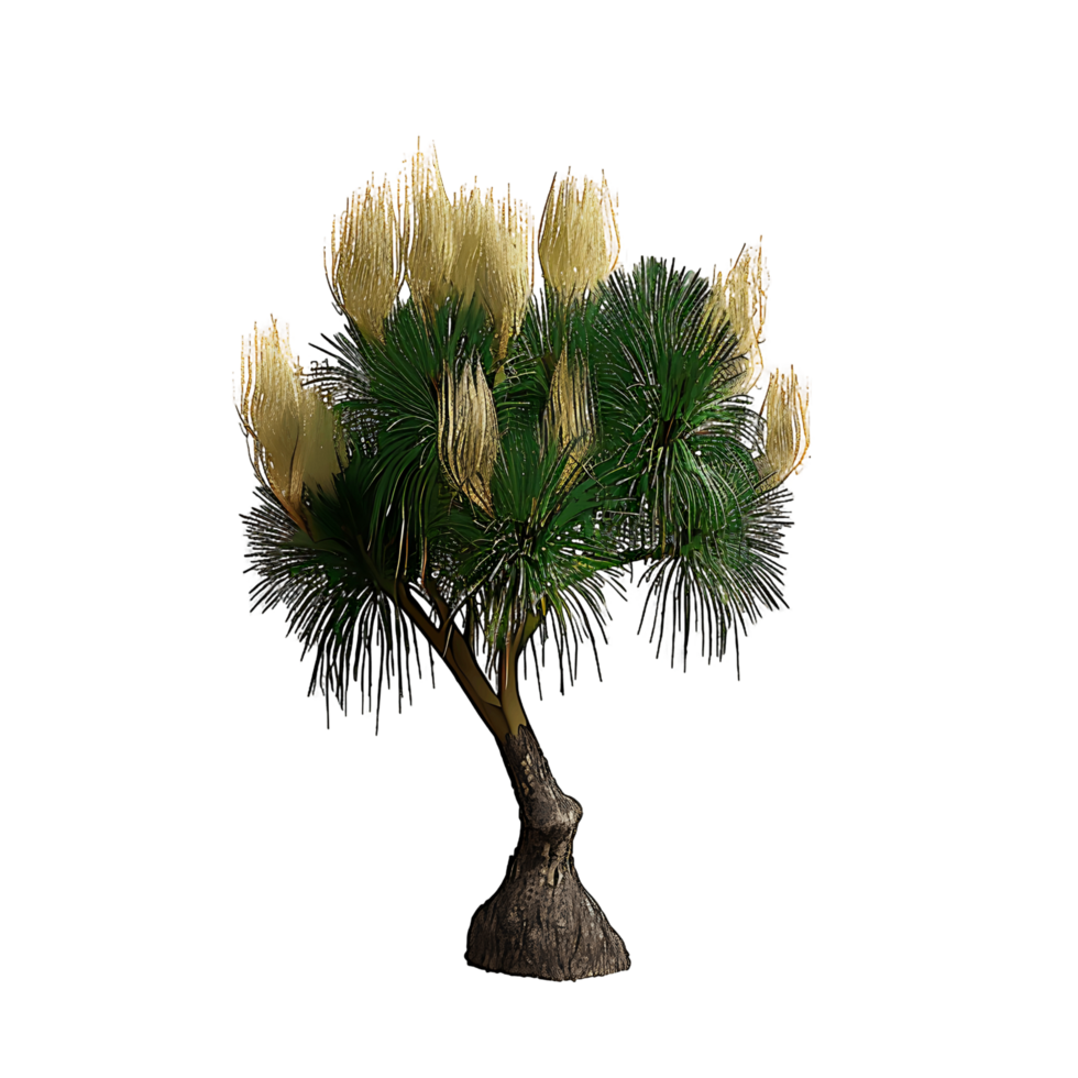 Beaucarnea Recurvata Tree Isolated on Transparent Cutout png