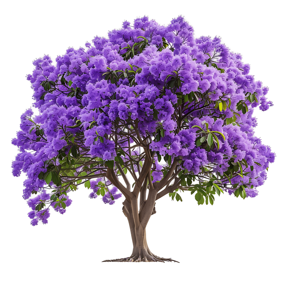 Jacaranda Mimosifolia Cutout on Transparent png