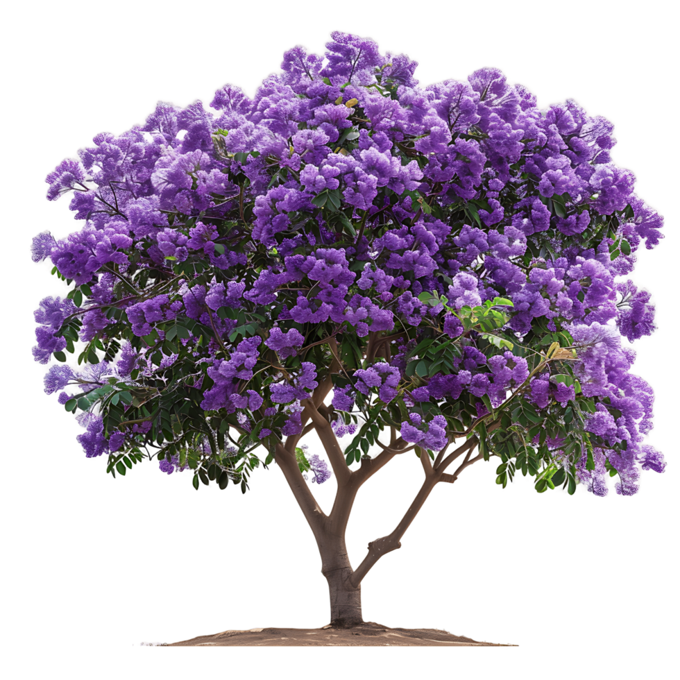 Jacaranda Mimosifolia Tree Isolated on Clear Background png