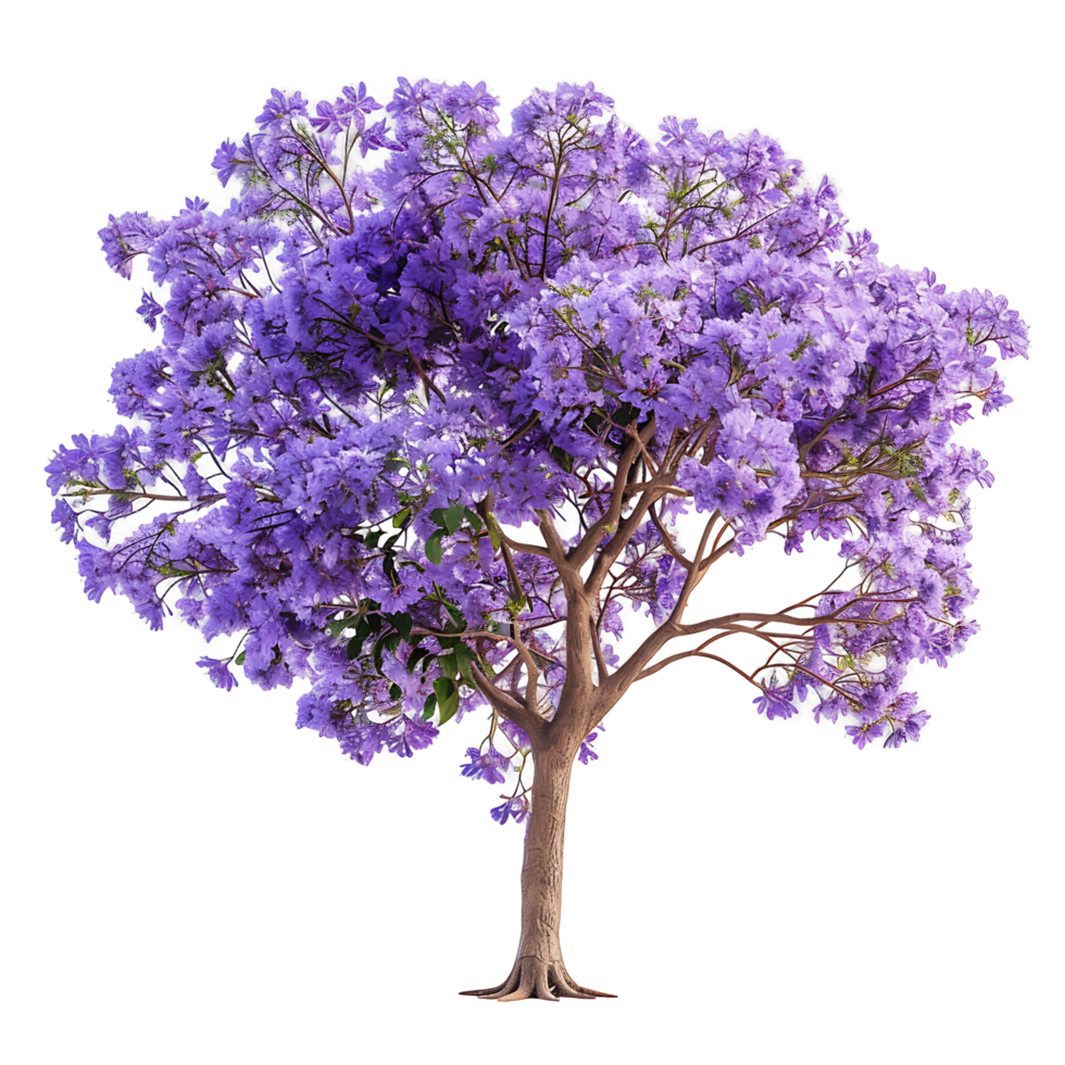 Jacaranda Mimosifolia Tree on Clear Background png