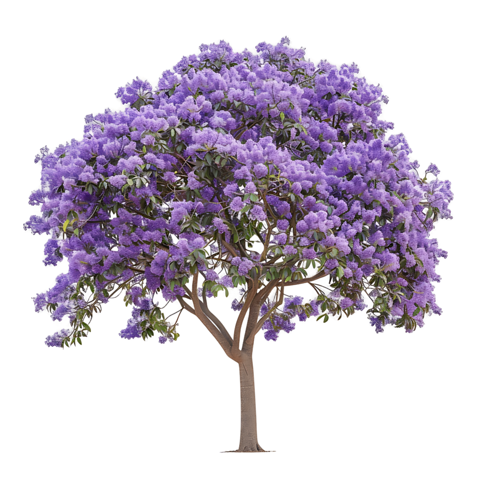 Jacaranda Mimosifolia Isolated on Transparent Background png