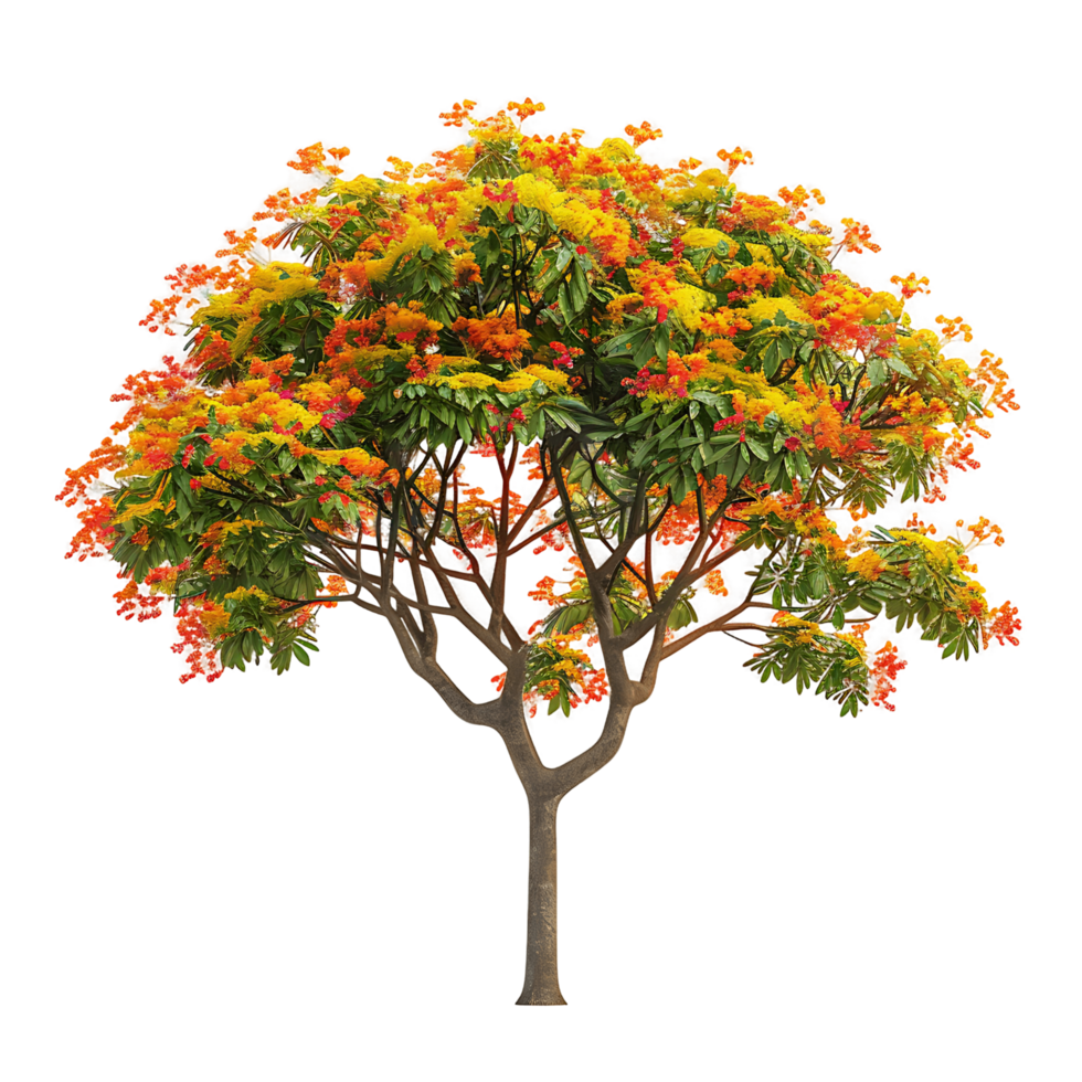 Caesalpinia Ferrea with Transparent Background png