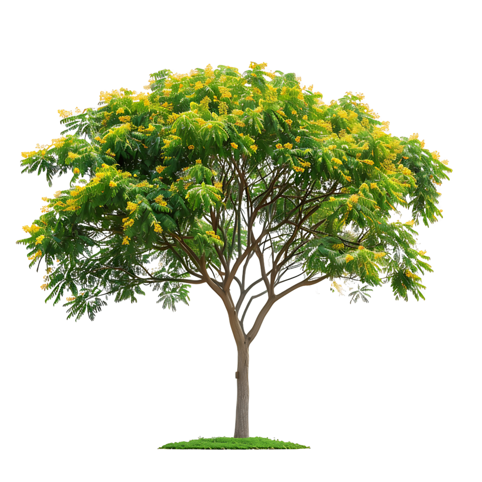 Caesalpinia Ferrea Tree Isolated on Clear Background png