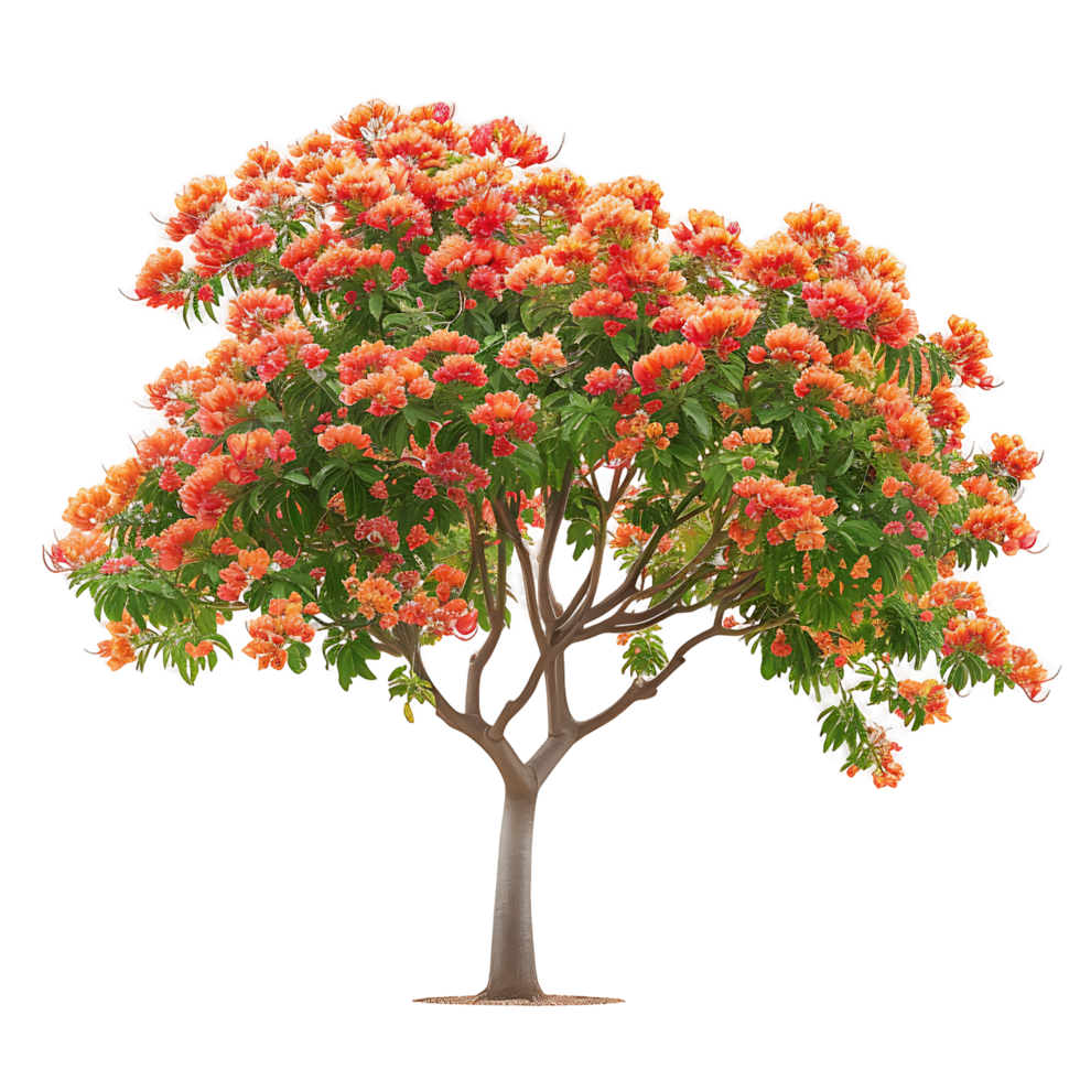 Caesalpinia Ferrea Tree on Transparent Background png