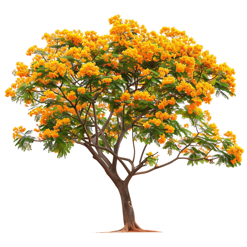 Caesalpinia Ferrea Tree Isolated on Clear Background png