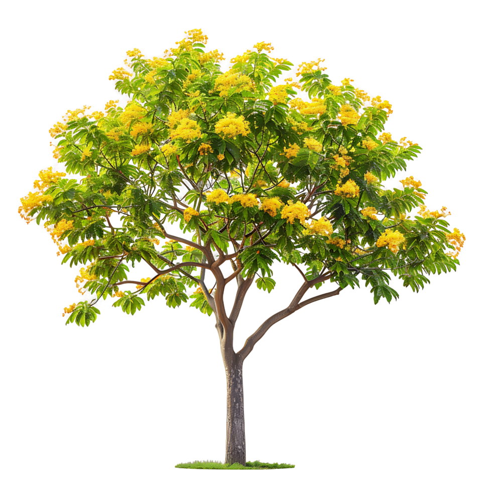 Caesalpinia Ferrea Tree on Clear Background png