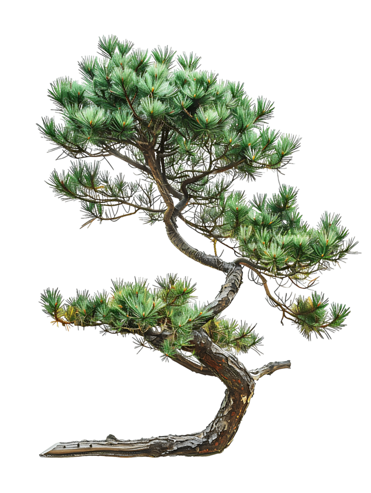 Pinus Monophylla with Transparent Background png
