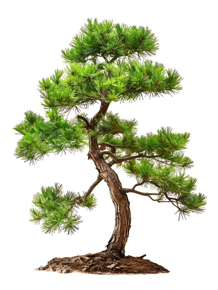 Pinus Monophylla Isolated on Clear Background png