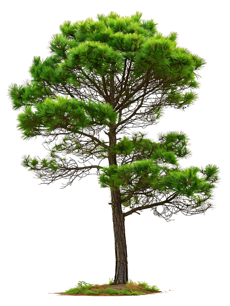Pinus Monophylla Tree Isolated on Transparent Background png