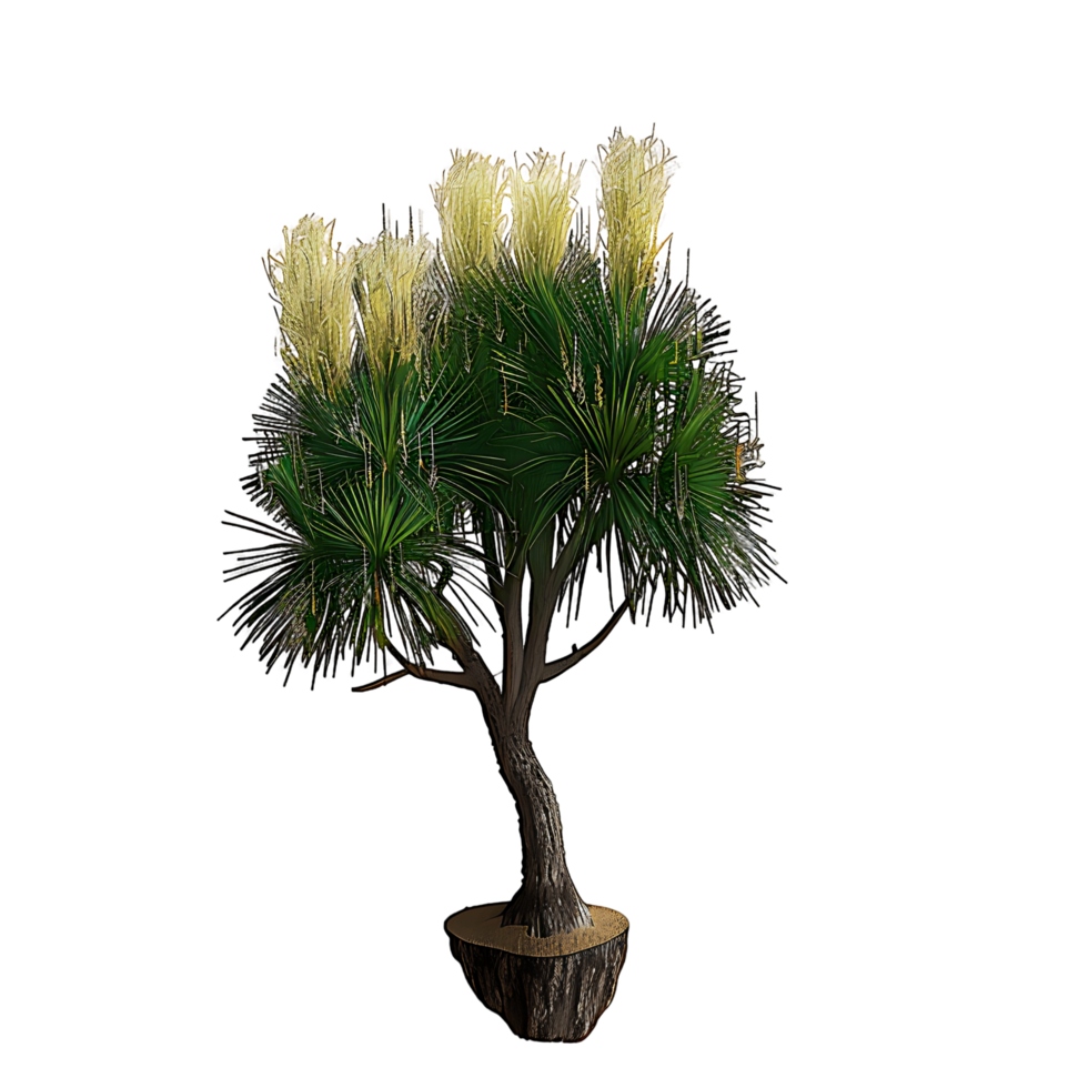Beaucarnea Recurvata Tree on Transparent Background Cutout png
