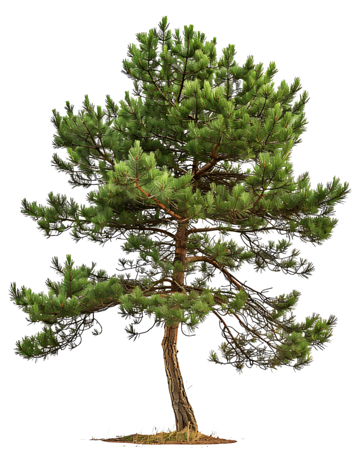 Pinus Monophylla Tree on Transparent Cutout png