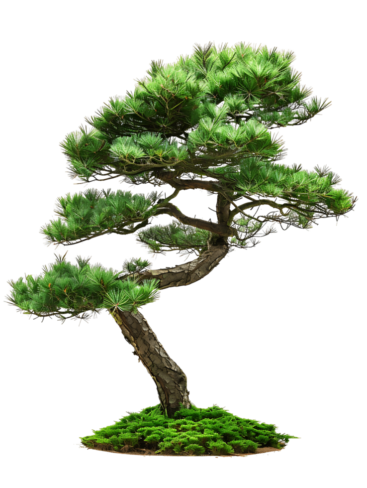 Pinus Monophylla on Transparent Background png