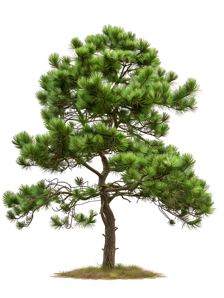 Pinus Monophylla with Clear Background png