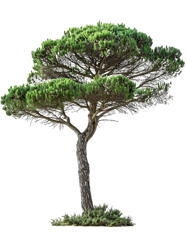 Pinus Monophylla Tree on Clear Background png
