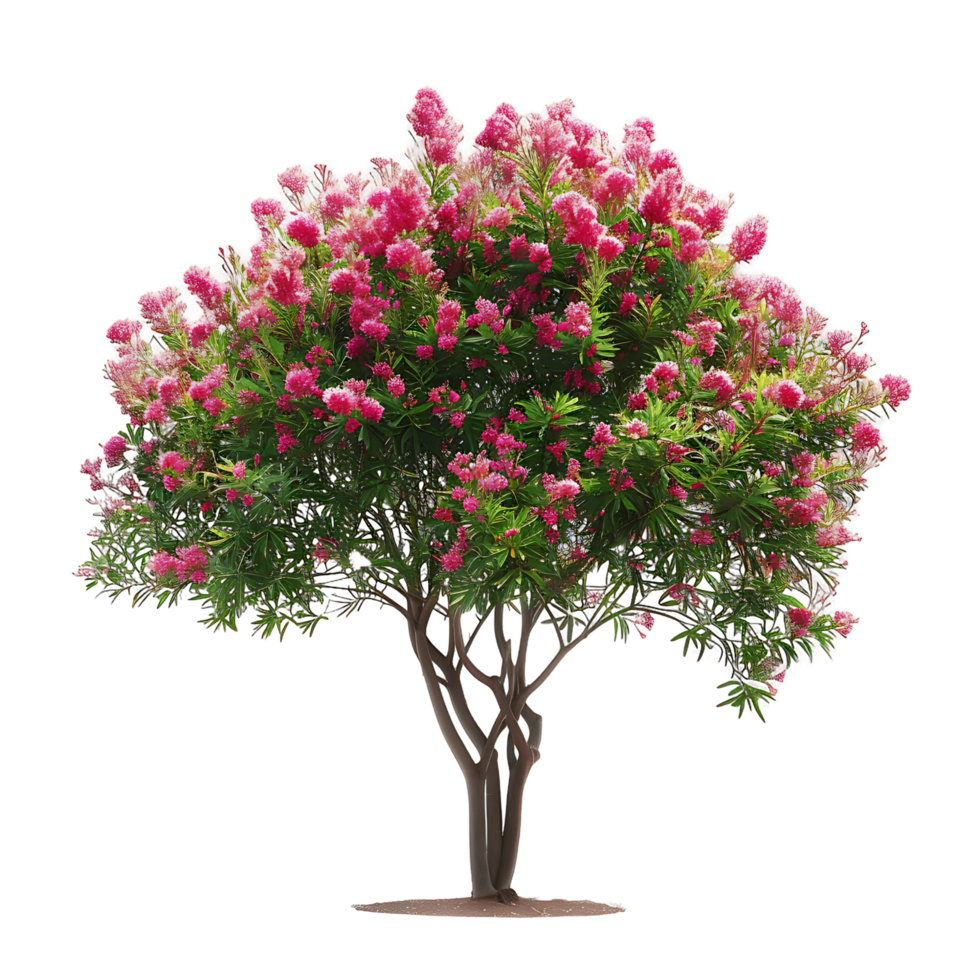 Callistemon Viminalis Tree Isolated on Clear Background png