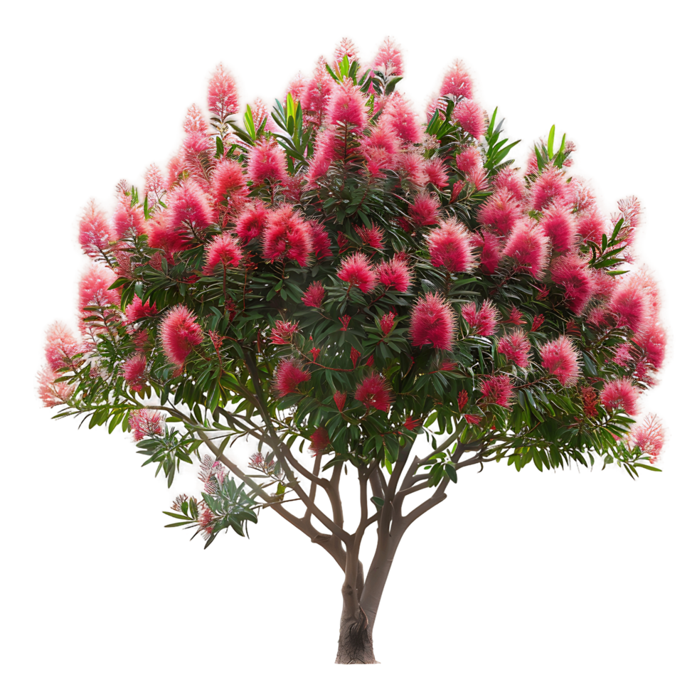 Callistemon Viminalis with Transparent Background png