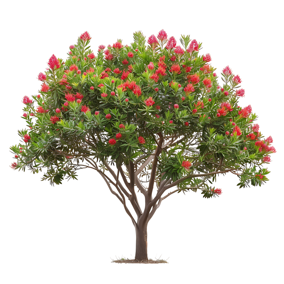 Callistemon Viminalis Tree Isolated on Transparent Background png