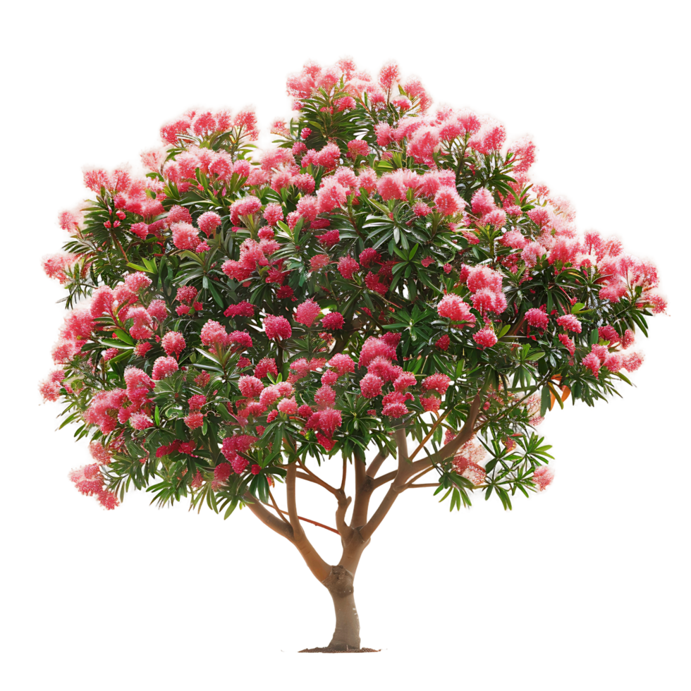 Callistemon Viminalis on Transparent Background png