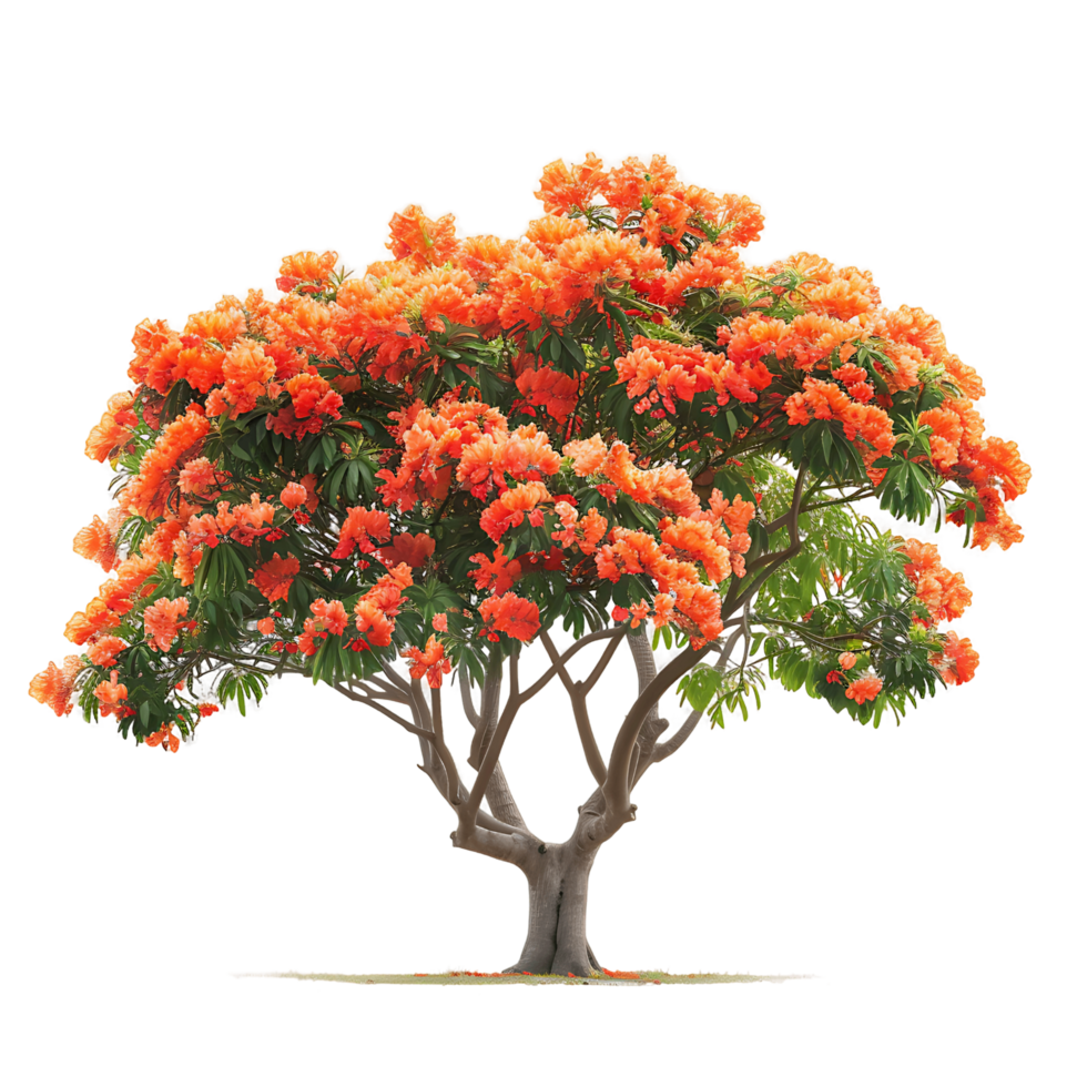 Delonix Regia Isolated on Transparent png