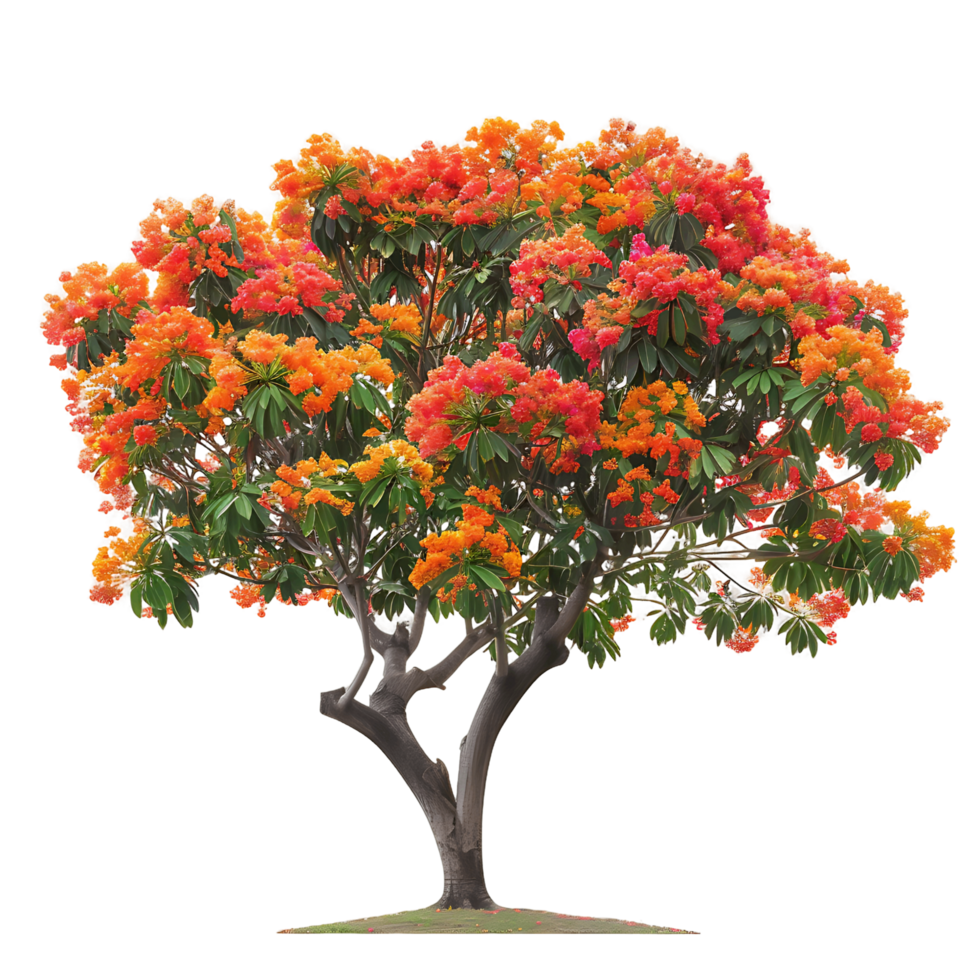 Delonix Regia Cutout on Transparent png