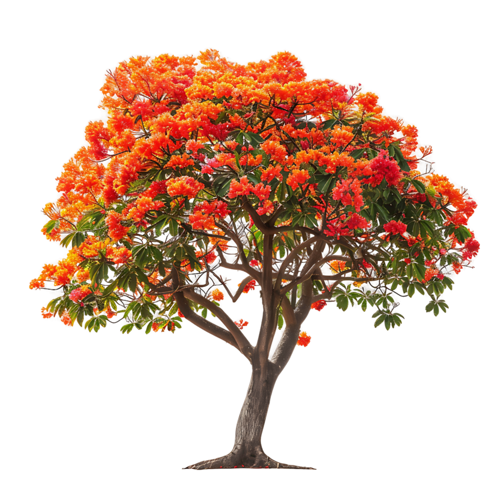 Delonix Regia Tree on Transparent Background Cutout png