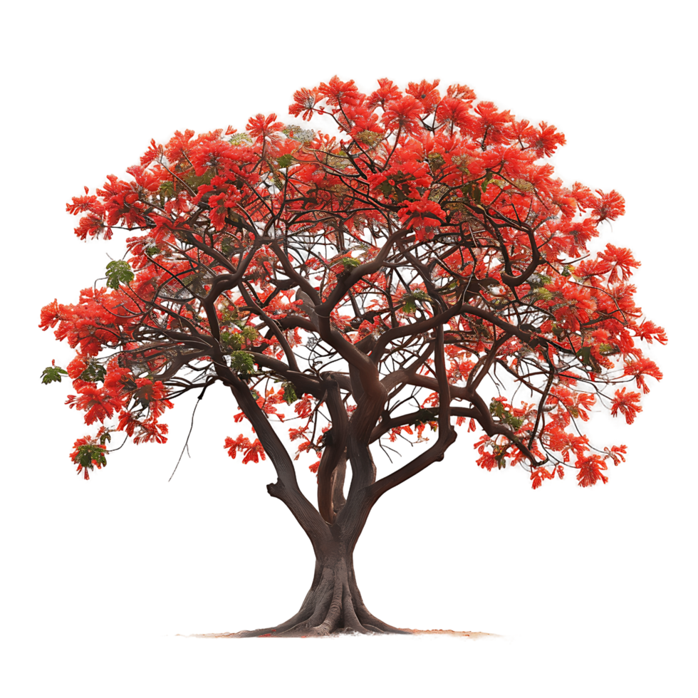 Delonix Regia Tree Isolated on Transparent Background png
