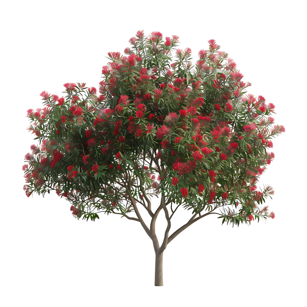 Callistemon Viminalis Tree with Clear Background png