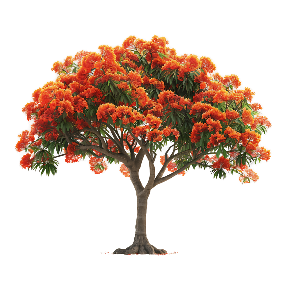Delonix Regia Tree Isolated on Clear Cutout png