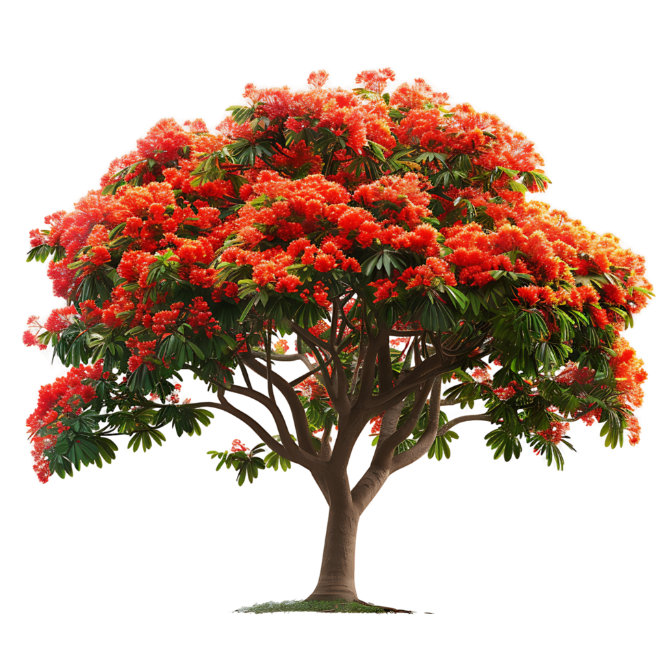 Delonix Regia Tree Isolated on Clear Background png