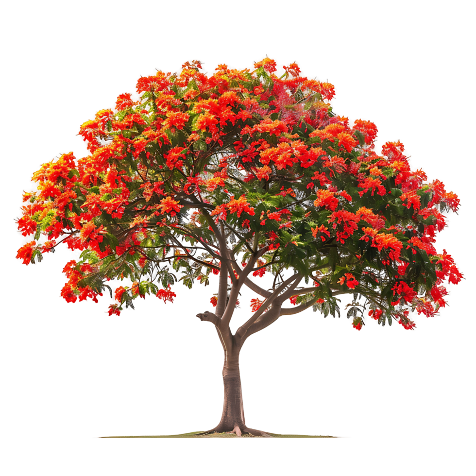 Delonix Regia with Transparent Cutout png