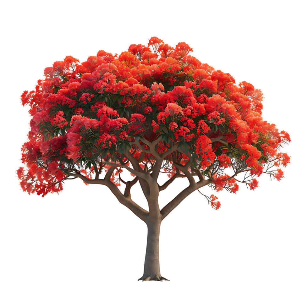Delonix Regia Isolated on Clear Background png