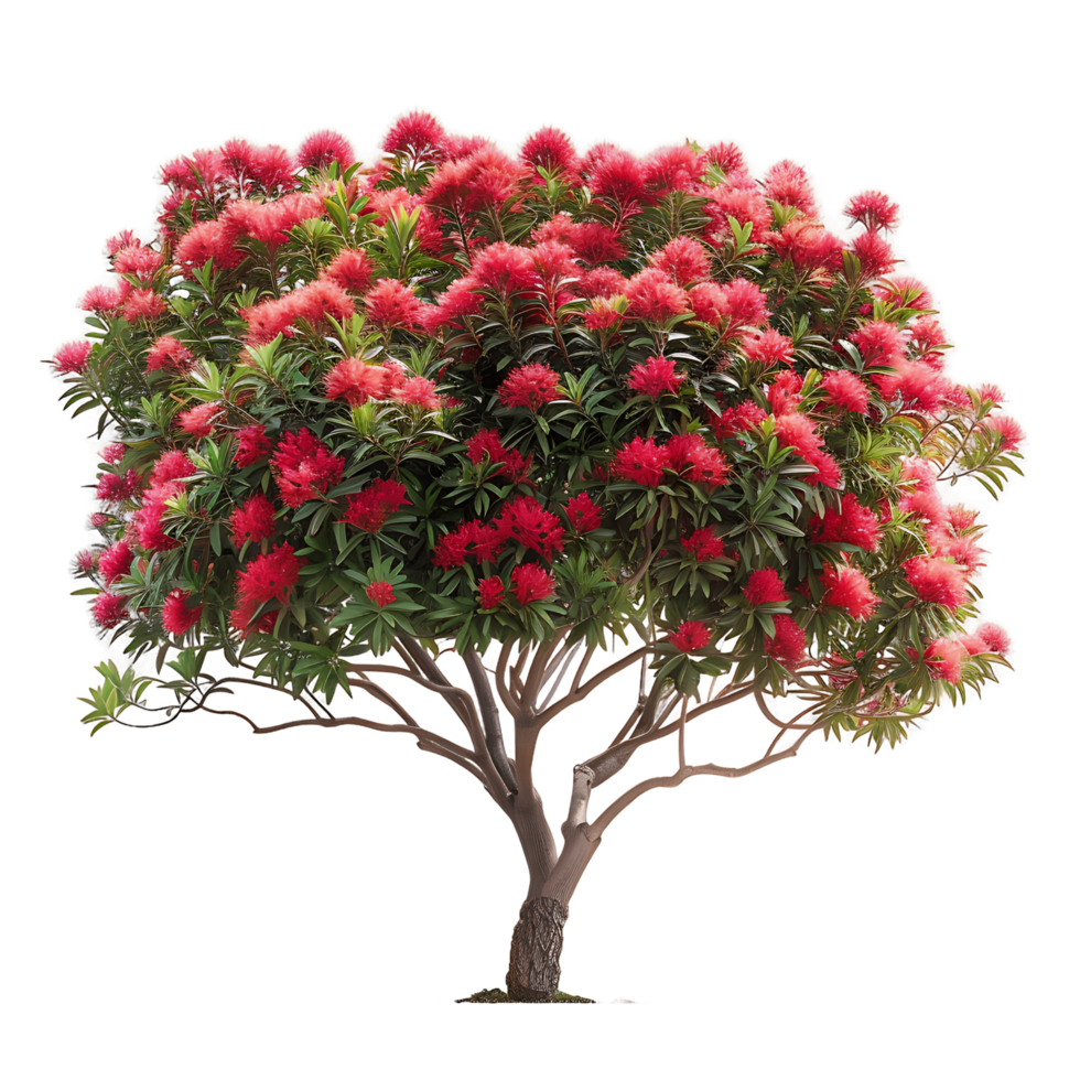 Callistemon Viminalis Tree Isolated on Transparent Background png
