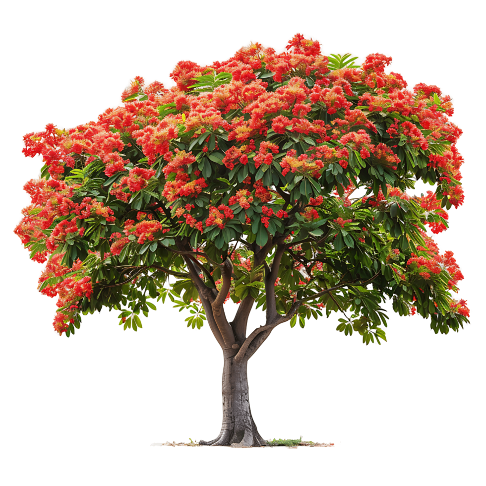 Delonix Regia Tree with Transparent Background png