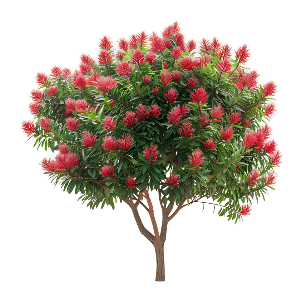 Callistemon Viminalis Isolated on Transparent png