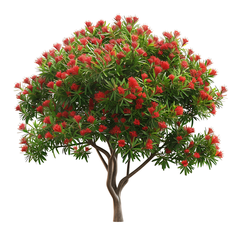 Callistemon Viminalis Tree on Transparent Background Cutout png