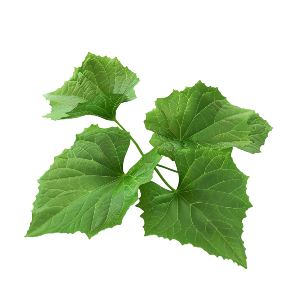 Green Leaf on White Background png