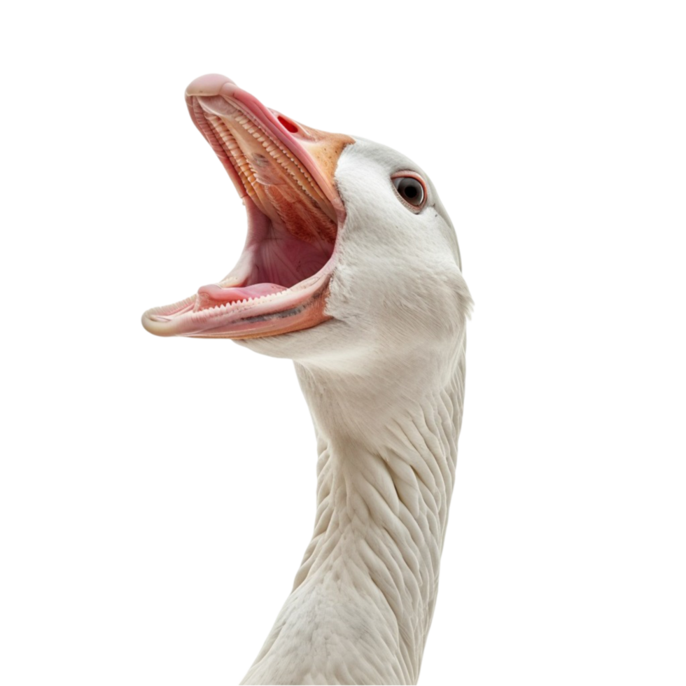Killer Goose Attacking a Dodgy Looking Long Haired Hippy Bloke with a Camera on Transparent Background png